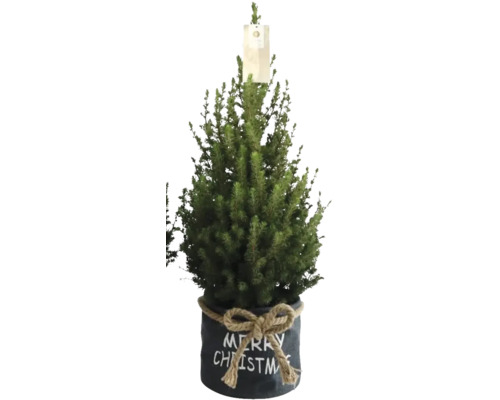 Vianočný stromček v kvetináči s nápisom Merry Christmas