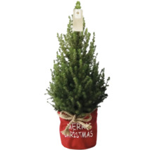 Malá jedľa nordmannská v červenom kvetináči s nápisom Merry Christmas ako vianočná dekorácia