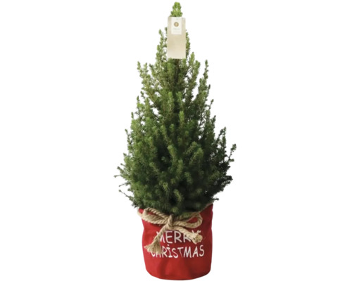 Malá jedľa nordmannská v červenom kvetináči s nápisom Merry Christmas ako vianočná dekorácia