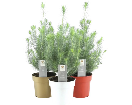 Tri hrnkové rastliny Silver Forest v kvetináči