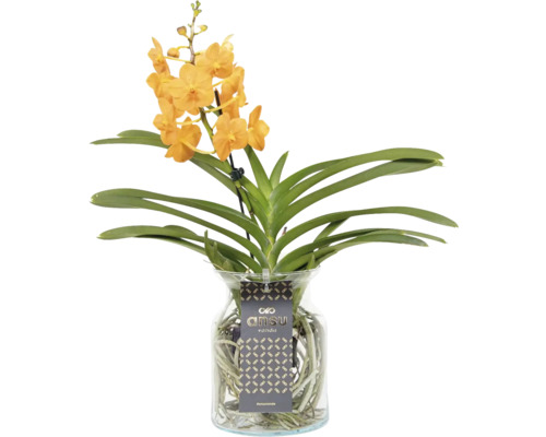 Orchidea Vanda blankytná v skle FloraSelf Vanda coerulea s drobnými kvetmi 1 ks, rôzne farby