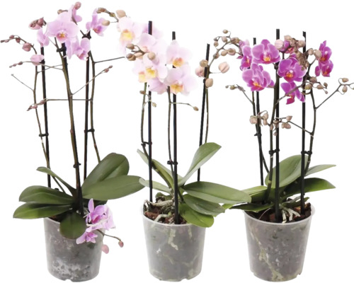 Motýlia orchidea mix FloraSelf Phalaenopsis multiflora Cascade výška 50-55 cm kvetináč Ø 12 cm 3 výhonky 1 ks, rôzne farby