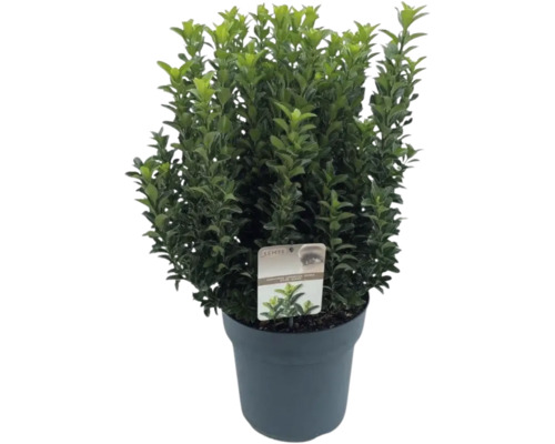 Bršlen japonský FloraSelf Euonymus japonicus 'Green Spire' výška 50-60 cm kvetináč 10 l