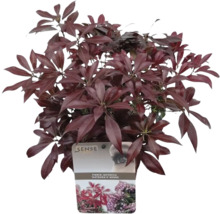 Pieris japonský ''Katsura'' v kvetináči