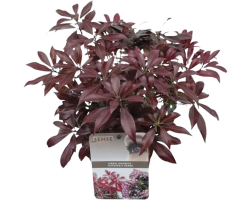 Pieris japonský ''Katsura'' v kvetináči