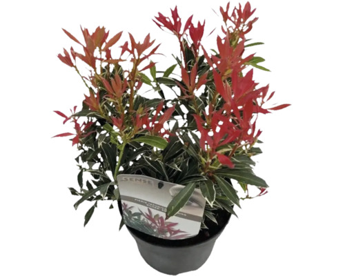 Pieris japonskýFloraSelf Pieris japonica 'Flaming Silver' 15-20 cm kvetináč 1,5 l