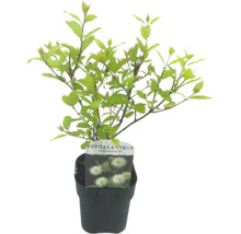 Rastlina Cephalanthus occidentalis v kvetináči