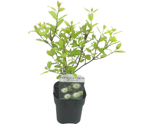 Hlavoš západný Cephalanthus occidentalis kvetináč 2 l