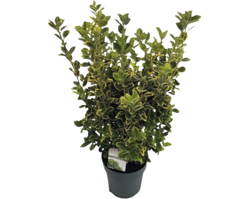 Bršlen Fortunov žltopanašovaný FloraSelf Euonymus japonicus 'Aureomarginatus' 50-60 cm kvetináč 10 l