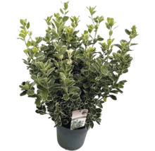 Bršlen japonský FloraSelf Euonymus japonicus 'Katy' výška 50-60 cm kvetináč 10 l
