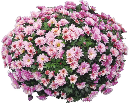 Chryzantémový ker s mnohými kvetmi