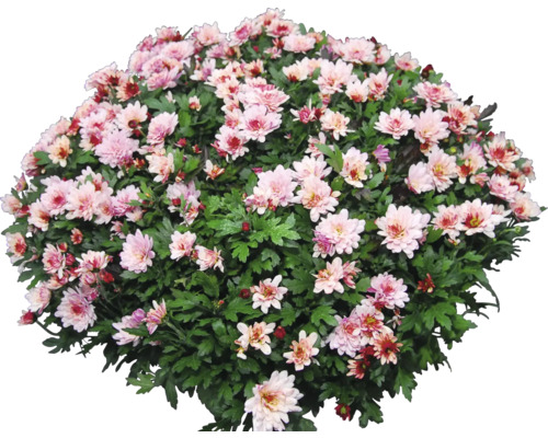 Chryzantéma s množstvom kvetov