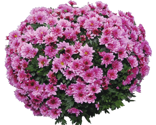 Kríková chryzantéma s kvetmi