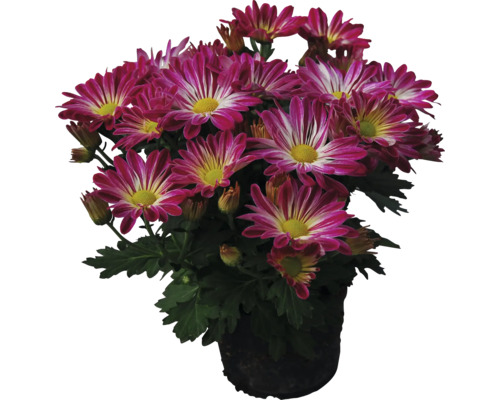 Chryzantéma dvojfarebná mix Duo FloraSelf Chrysanthemum indicum kvetináč Ø 10 cm rôzne druhy