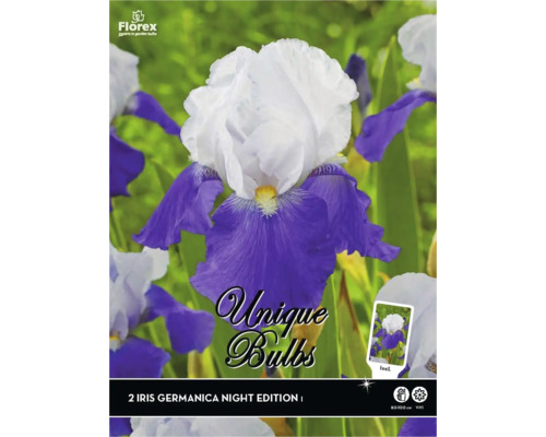 Kosatec Florex Iris germanica 'Night Edition' 2 ks