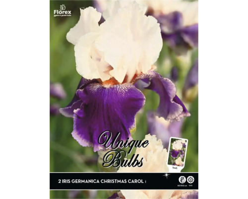 Kosatec Florex Iris germanica 'Christmas Carol' 2 ks