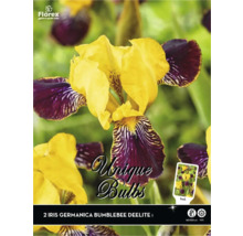 Balenie dvoch cibuliek Iris germanica Bumblebee Deelite