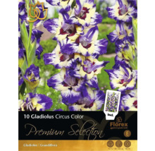 Balenie cibuliek gladiol Circus Color