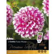 Balenie dvoch hľúz georgíny Fuzzy Wuzzy