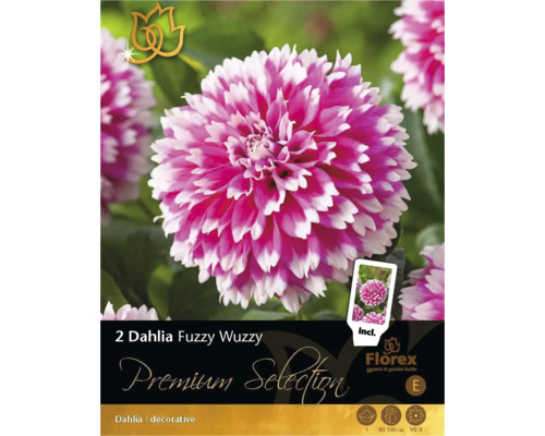 Georgíny Florex Premium Selection Dahlia 'Fuzzy Wuzzy' 2 ks