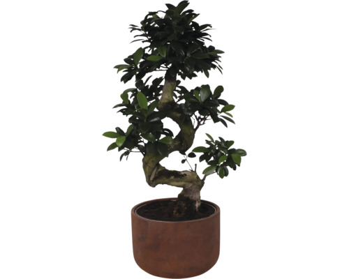 Figovník maloplodý FloraSelf Ficus microcarpa Ginseng V cca 70 cm Ø kvetináča 25 cm vr. keramického obalu Liam