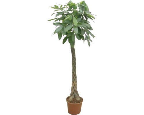 Pachira spletený kmeň FloraSelf Pachira výška 190-200 cm kvetináč Ø 35 cm