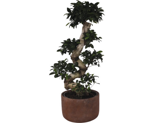 Figovník maloplodý FloraSelf Ficus microcarpa Ginseng V cca 80 cm Ø kvetináča 27 cm vr. keramického obalu Liam