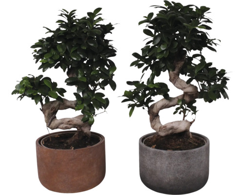 Figovník maloplodý S-SHAPE FloraSelf Ficus microcarpa Ginseng výška cca 55 cm v keramickom obale Liam Ø 23 cm 1 ks, rôzne druhy