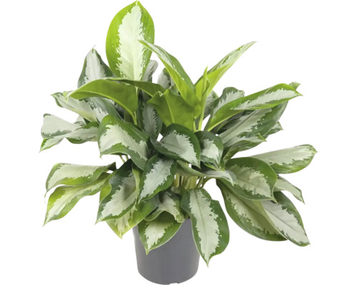 Aglaonéma strieborná FloraSelf Aglaonema commutatum 'Silver Bay' V cca 65 cm Ø kvetináča 24 cm