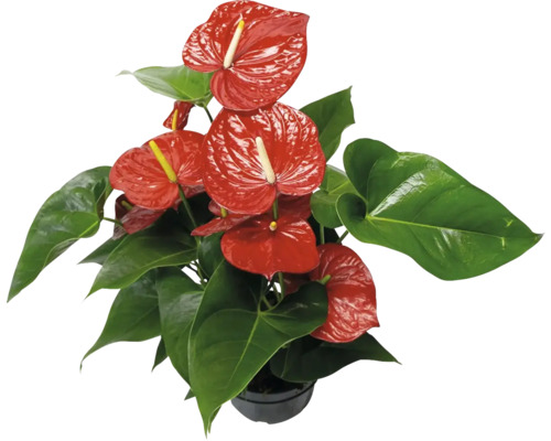 Antúria červená FloraSelf Anthurium andreanum V cca 50 cm Ø kvetináča 21 cm