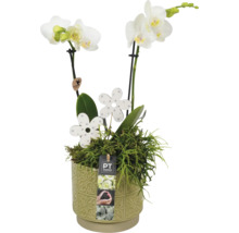 Orchidea v ozdobnom kvetináči s dekoráciou