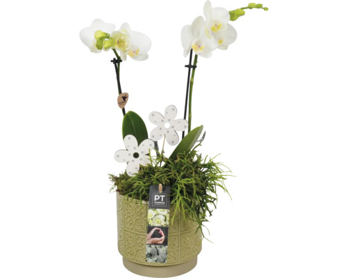 Orchidea v ozdobnom kvetináči s dekoráciou