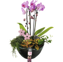 Orchidea v kvetináči s dekoráciou
