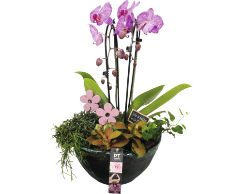 Orchidea v kvetináči s dekoráciou