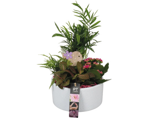 Aranžmán izbových rastlín FloraSelf Ø 19 cm biela keramická misa s 4 rastlinami Kvetinové aranžmán v kvetináči s dekoráciou