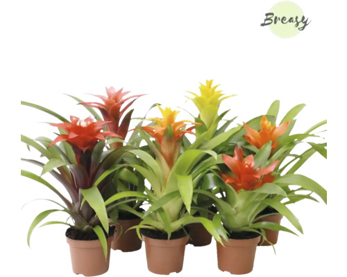 Bromélia, guzmánia FloraSelf Bromelia 'Cupcake' 20-25 cm kvetináč Ø 9 cm 1 ks, rôzne druhy