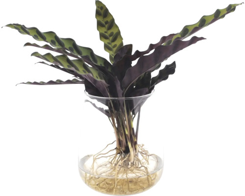 Kalátea FloraSelf v sklenenej váze Calathea insigne s voľným koreňom