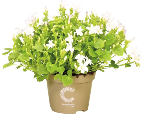 Zvonček FloraSelf Campanula portenschlagiana 'Ice White' kvetináč Ø 11 cm