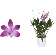 Orchidea Dendrobium Nobile v kvetináči a detail kvetu