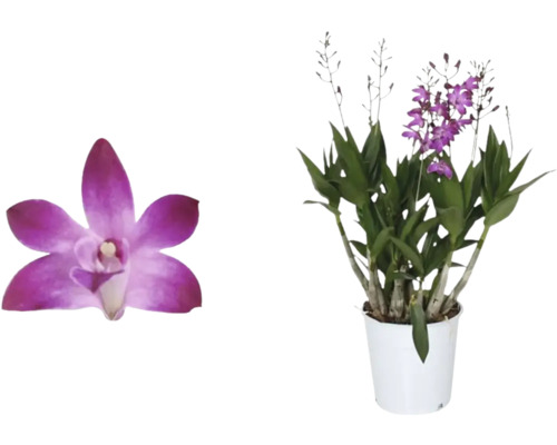Orchidea Dendrobium Berry Oda 6-8 výhonkov kvetináč Ø 12 cm