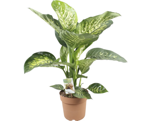 Difenbachia FloraSelf Dieffenbachia 'Tropic Snow' V 70-80 cm Ø kvetináča 21 cm