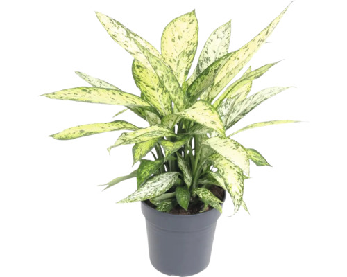 Difenbachia FloraSelf Dieffenbachia 'Vesuvius' V cca 70 cm Ø kvetináča 24 cm