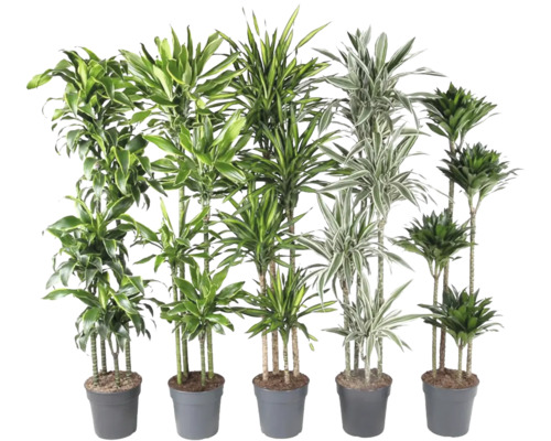 Dracéna Luxe mix FloraSelf Dracaena výška cca 180 cm kvetináč Ø 27 cm 1 ks, rôzne druhy