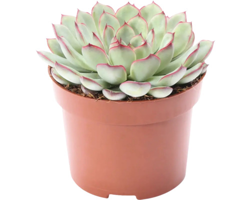 Echevéria FloraSelf Echeveria 'Sky Pearl' V 15-17 cm Ø kvetináča 12 cm