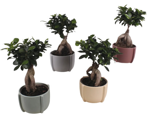 Figovník maloplodý FloraSelf Ficus microcarpa Ginseng výška cca 35 cm v keramickom obale Noah Ø 15 cm 1 ks, rôzne druhy