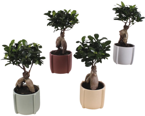 Figovník maloplodý FloraSelf Ficus microcarpa Ginseng výška cca 40 cm v keramickom obale Noah Ø 19 cm 1 ks, rôzne druhy