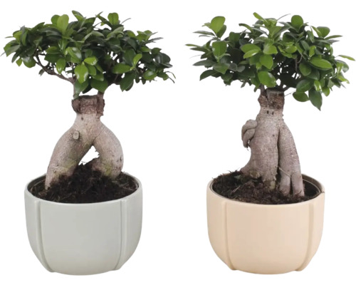 Figovník maloplodý FloraSelf Ficus microcarpa Ginseng výška cca 45 cm v keramickom obale Noah Ø 23 cm 1 ks, rôzne druhy