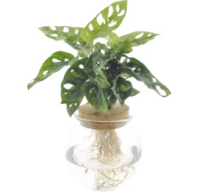 Monstera Adansonii v sklenenej váze s korkom