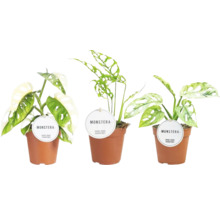 Tri rastliny Monstera v kvetináči