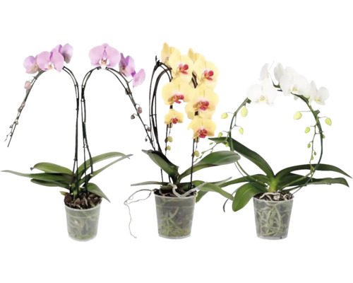 Motýlia orchidea mix FloraSelf Phalaenopsis kvetináč Ø 12 cm 2 laty 1 ks, rôzne farby